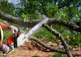 Best Leaf Removal  in Brownville, NJ