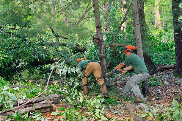 Trusted Brownville, NJ Tree Services Experts